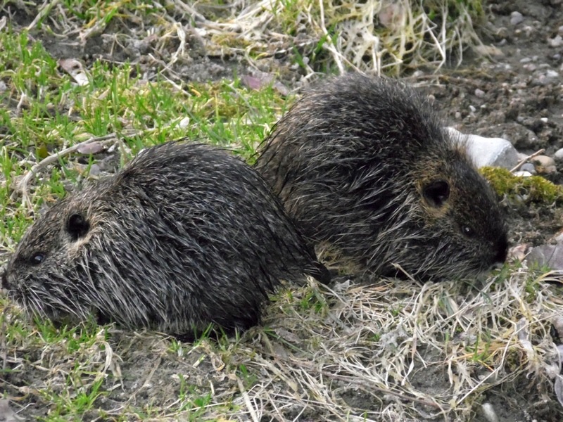 Vita da Nutria....